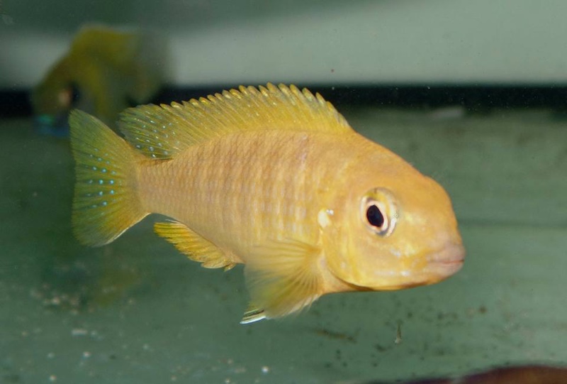 Tropheops romandi 'Mazinzi Reef'